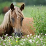 Mares